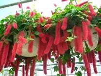 chanel plants|strawberry firetail plant.